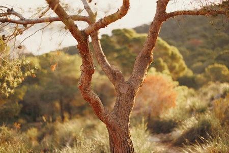 Serene Tree in Natural Landscape