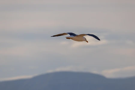 Seagull in Flight