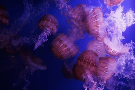 Mesmerizing Jellyfish Underwater