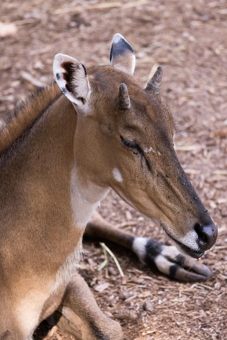 Resting Antelope