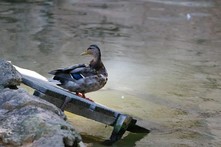 Duck on a Plank by the Water