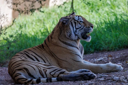 Resting Tiger in the Wild