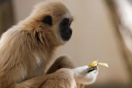 Serene Primate
