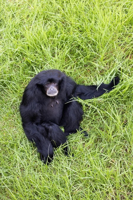 Sitting Gibbon on Grass