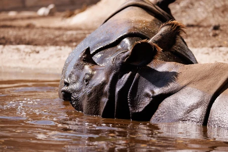 Relaxed Rhinoceros in Water