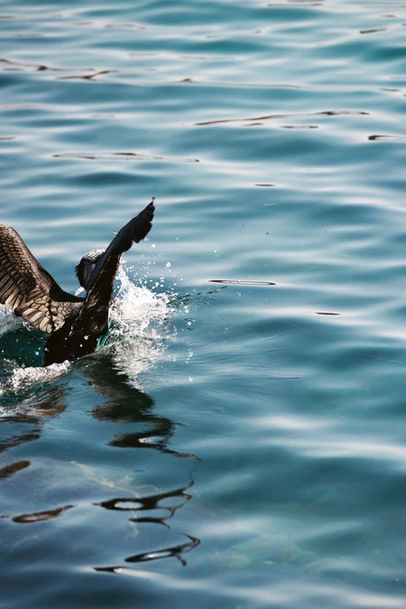 Splashing Bird on Water