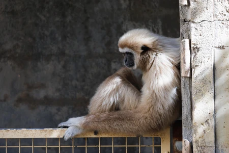 Solitary Gibbon in Enclosure