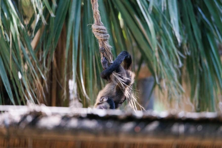 Monkey on a Rope