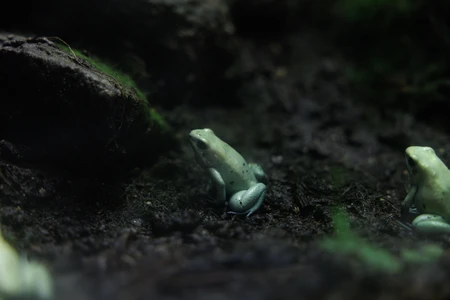 Frogs in Natural Habitat
