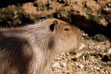 Capybara in Natural Habitat