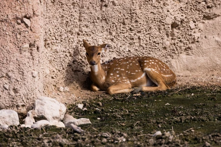 Resting Deer Against a Textured Wall