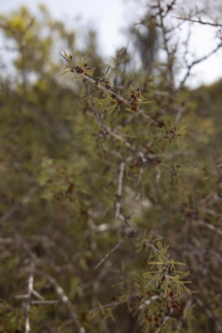 Close-up of Thorny Branches