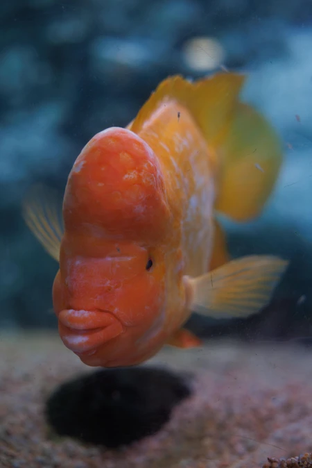 Vibrant Fish Underwater