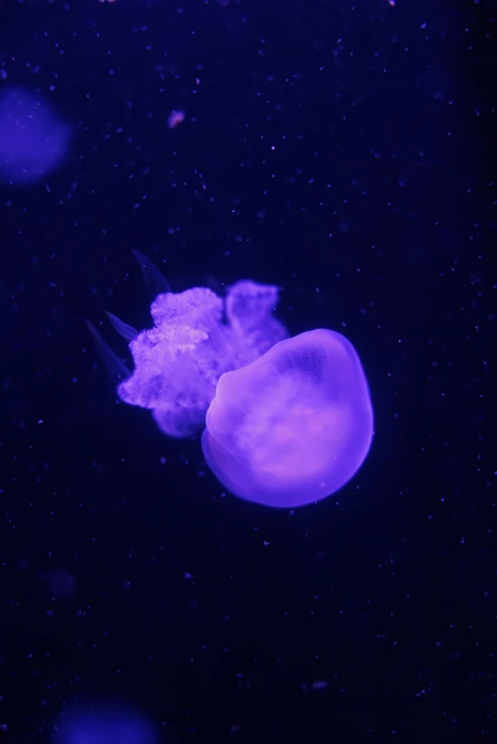 Glowing Jellyfish in the Deep