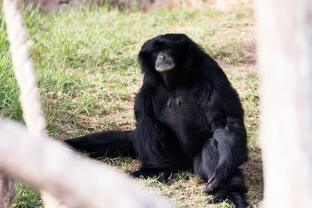 Relaxing Primate in Nature