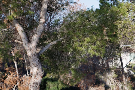 Serene Tree View