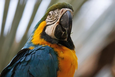 Close-up of a Parrot