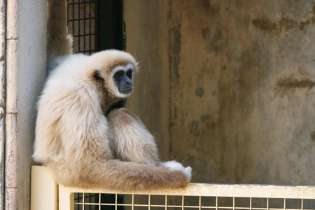Contemplative Gibbon in Enclosure