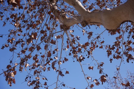 Autumn Leaves Against Blue Sky