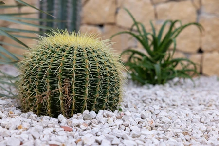 Desert Cactus in Garden