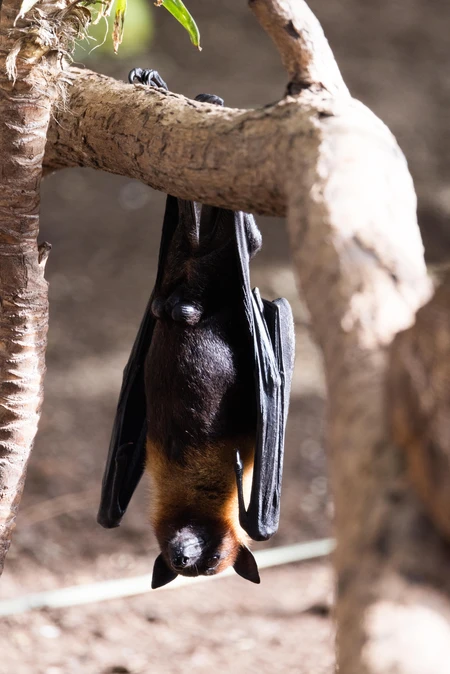 Hanging Bat in Daylight