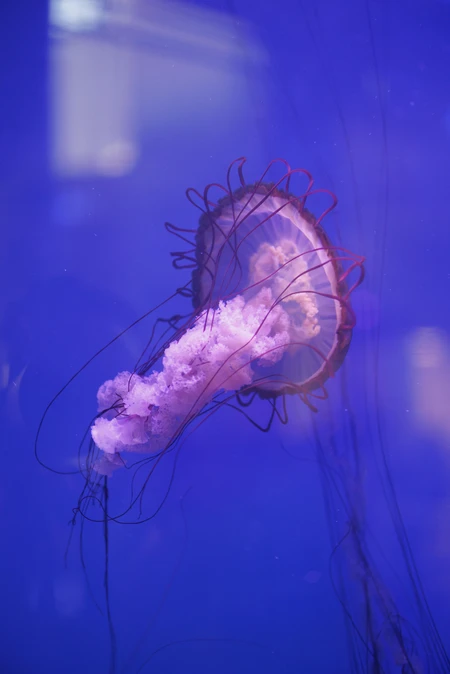 Graceful Jellyfish