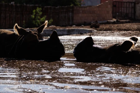 Silhouette of Rhinos in Muddy Waters