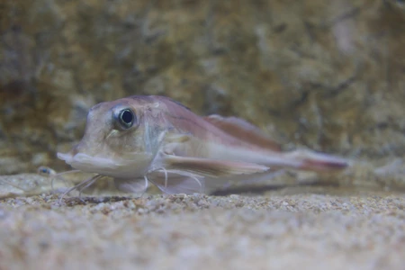 Fish Underwater