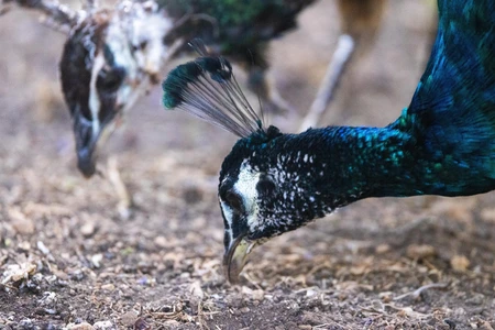 Peacocks Foraging