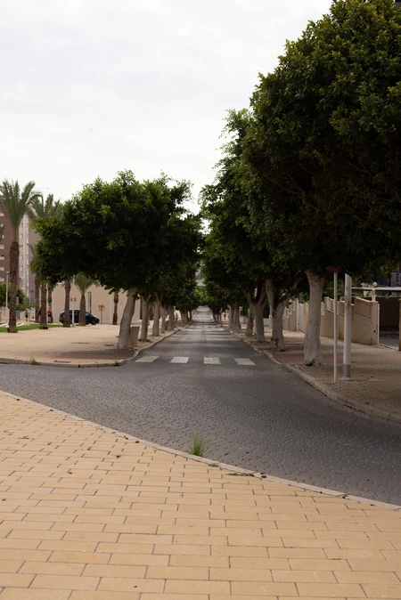 Tree-Lined Street