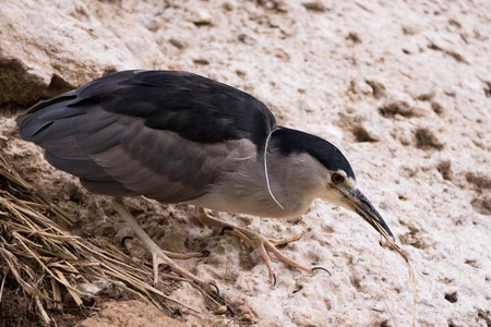 Bird on Rocky Ground