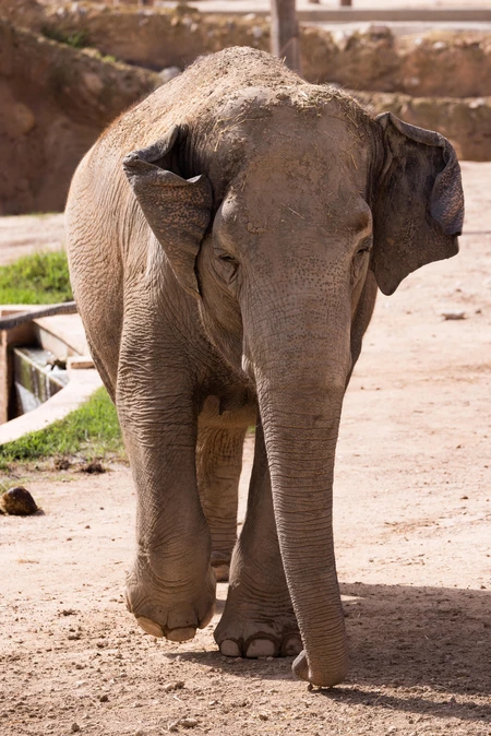 Elephant in a Natural Habitat