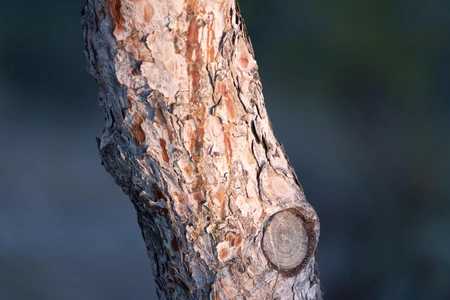 Close-up of Tree Bark