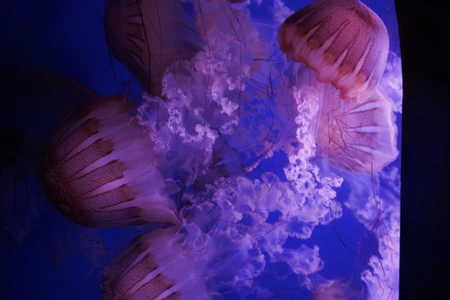 Graceful Jellyfish