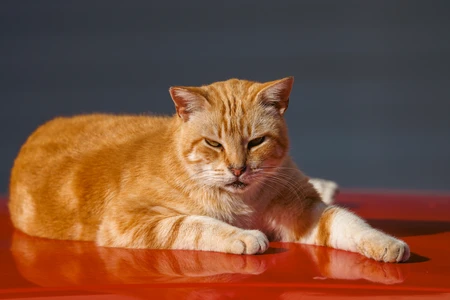Relaxed Ginger Cat