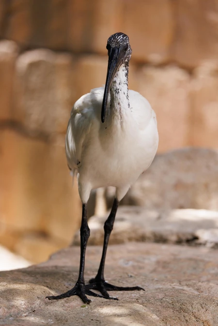 Elegant Bird in Natural Habitat