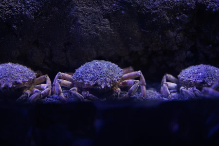 Crabs in Aquarium