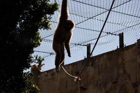 Monkey in Zoo Enclosure