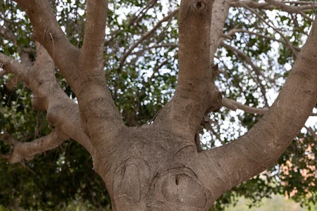Tree Trunk and Branches
