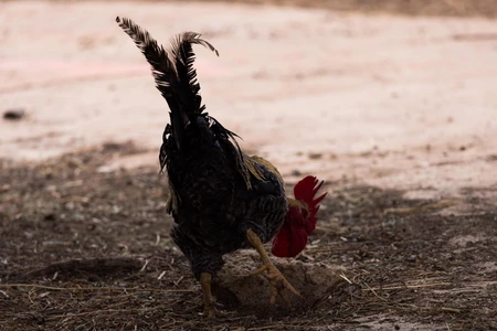 Rooster on the Ground