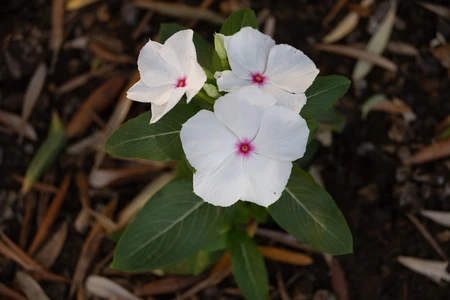 White Flowers with Pink Centers