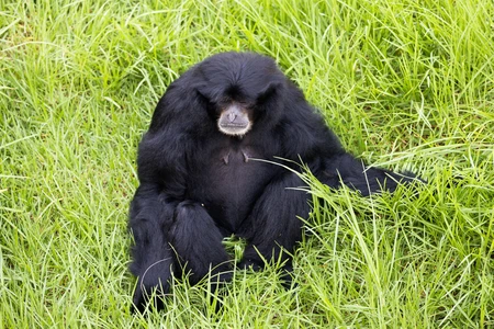 Gibbon Resting in Grass