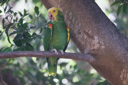 Parrot Perched on a Branch