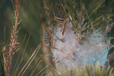 Caterpillars on Pine Needles