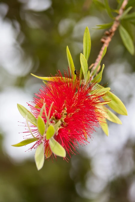 Vibrant Red Flower