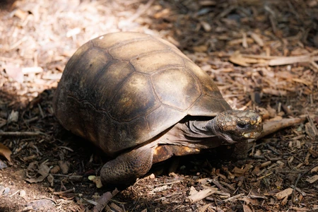 Tortoise in Natural Habitat