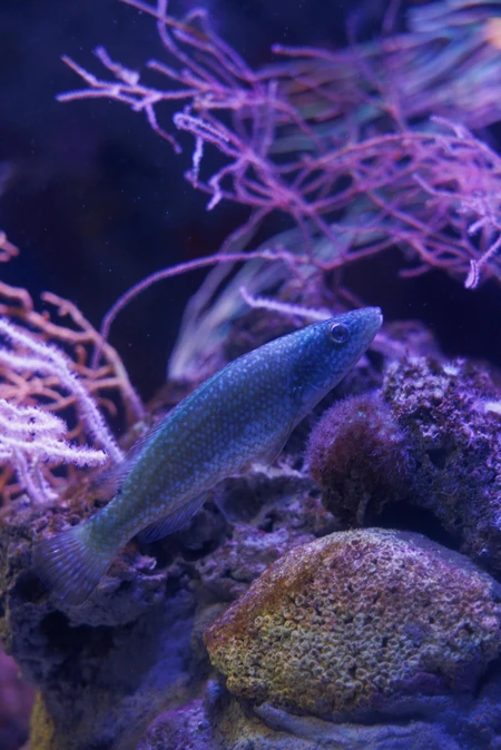 Underwater Scene with Fish