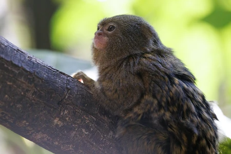 Pygmy Marmoset on a Branch