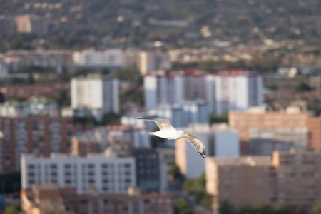 Seagull Over Cityscape