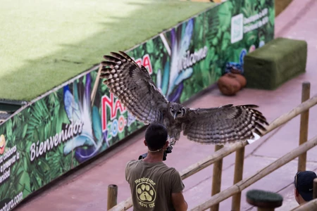 Owl Flight Show